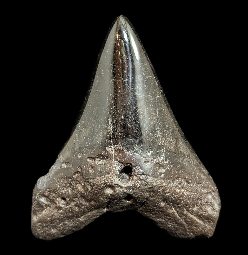 Megalodon Tooth Specimen 