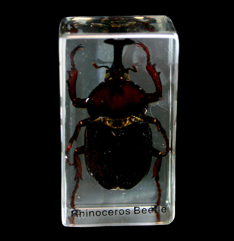 Rhinoceros Beetle In Acrylic - Paxton Gate