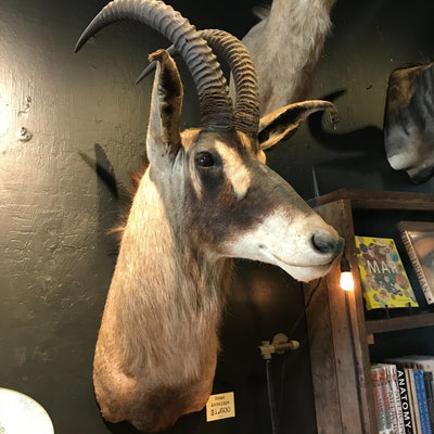 Roan Antelope Taxidermy Mount - Paxton Gate