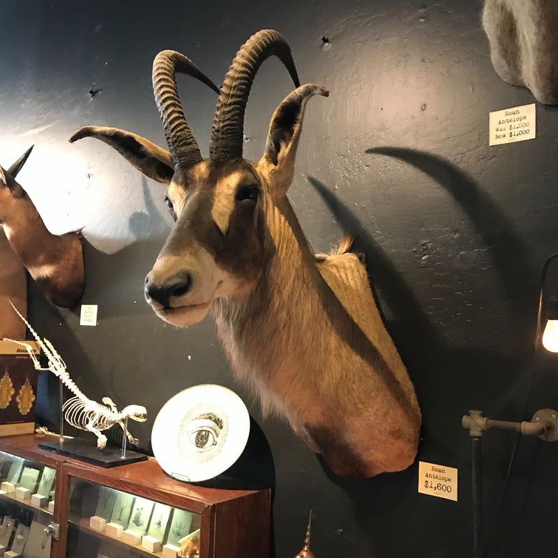 Roan Antelope Taxidermy Mount - Paxton Gate