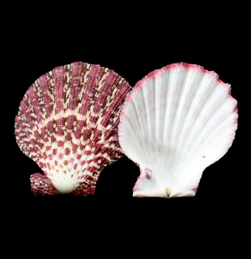 Royal Cloak Pecten-Invertbrts-Tideline-PaxtonGate