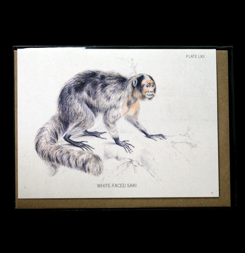 Saki Monkey Specimen Greeting Card - Paxton Gate