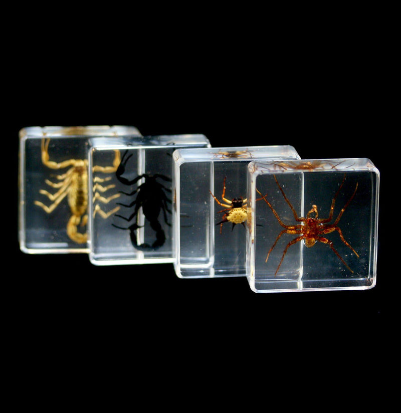 Scorpion and Spider in Acrylic Collection - Paxton Gate