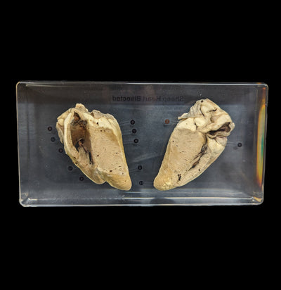 Sheep Heart Bisection in Acrylic-Parts-Real Bug/Ed Speldy-PaxtonGate