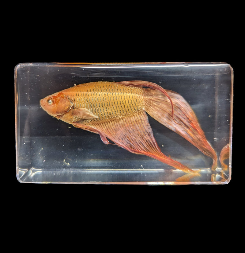 Siamese Fighting Fish In Acrylic-Vertebrts-Real Bug/Ed Speldy-PaxtonGate