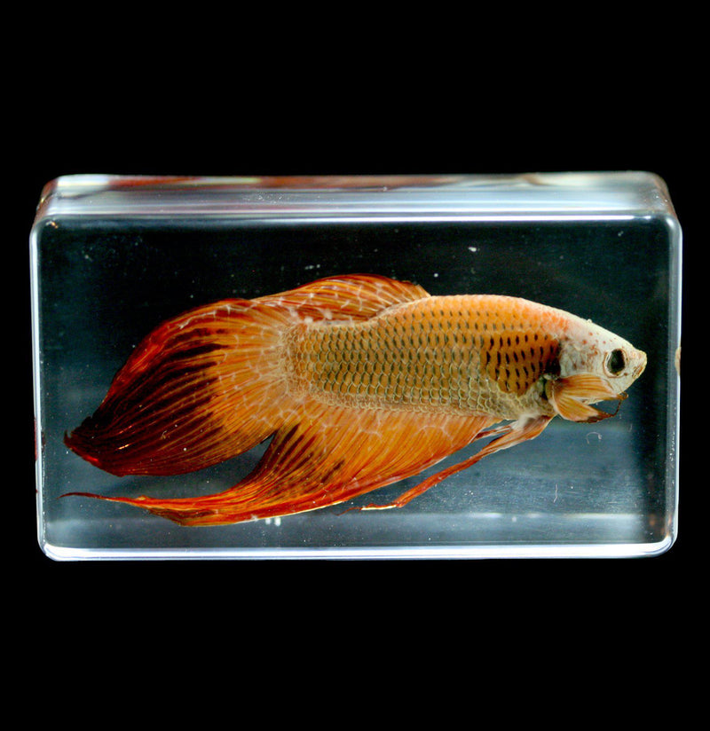 Siamese Fighting Fish In Acrylic - Paxton Gate