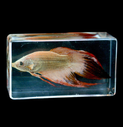 Siamese Fighting Fish In Acrylic - Paxton Gate