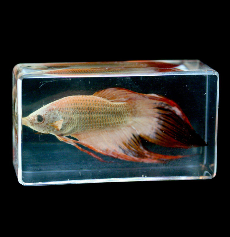 Siamese Fighting Fish In Acrylic - Paxton Gate