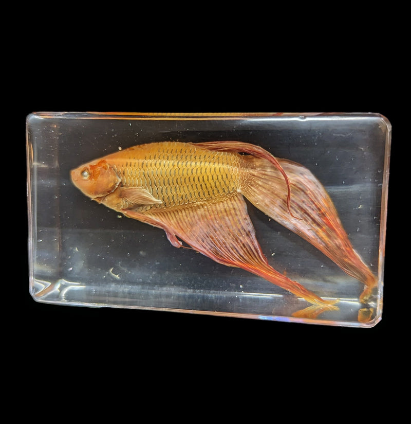 Siamese Fighting Fish In Acrylic-Vertebrts-Real Bug/Ed Speldy-PaxtonGate