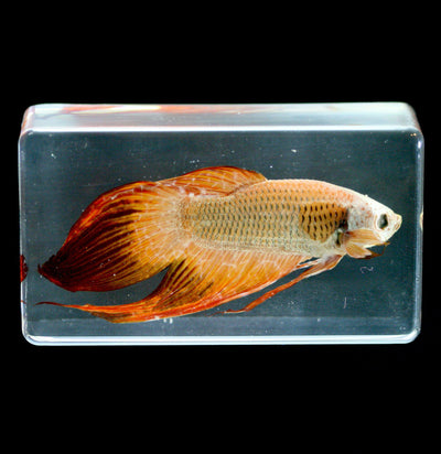 Siamese Fighting Fish In Acrylic - Paxton Gate