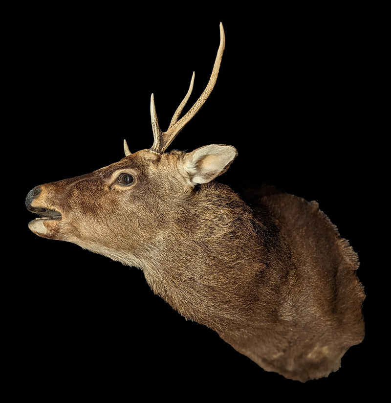 Sika Deer Taxidermy Shoulder Mount-Taxidermy-Porcupine Unlimited-PaxtonGate