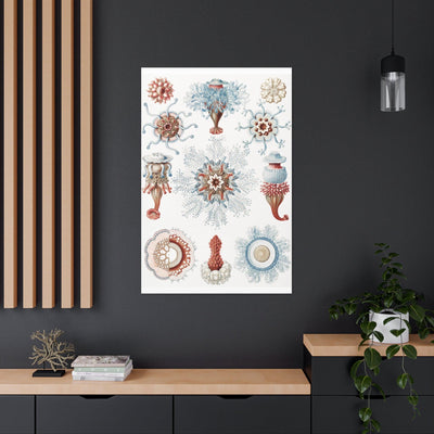 "Siphonophorae Staatsquallen" By Ernst Haeckel Canvas Gallery Wraps-Canvas-Printify-PaxtonGate