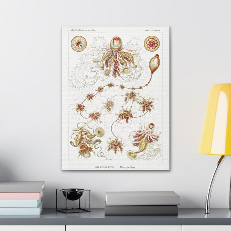 "siphonophorae staatsquallen" By Ernst Haeckel Canvas Gallery Wraps-Canvas-Printify-PaxtonGate