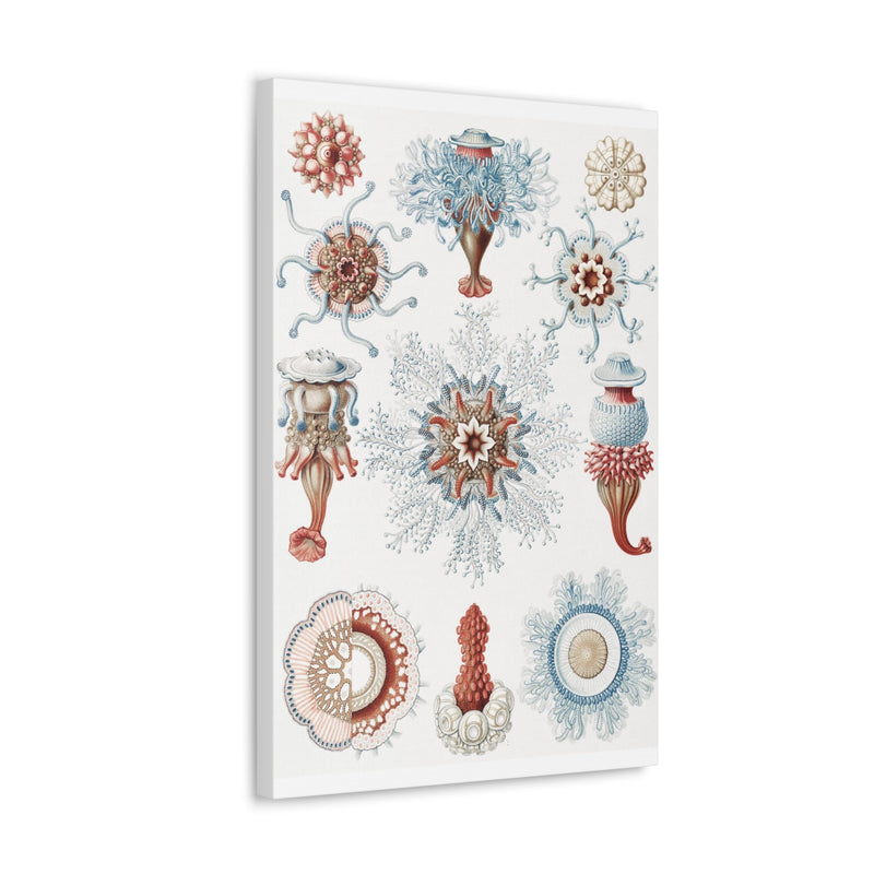 "Siphonophorae Staatsquallen" By Ernst Haeckel Canvas Gallery Wraps-Canvas-Printify-PaxtonGate