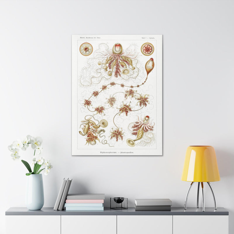 "siphonophorae staatsquallen" By Ernst Haeckel Canvas Gallery Wraps-Canvas-Printify-PaxtonGate