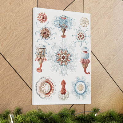 "Siphonophorae Staatsquallen" By Ernst Haeckel Canvas Gallery Wraps-Canvas-Printify-PaxtonGate