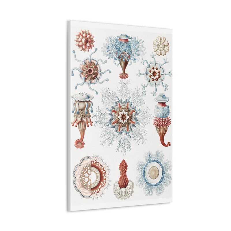 "Siphonophorae Staatsquallen" By Ernst Haeckel Canvas Gallery Wraps-Canvas-Printify-PaxtonGate