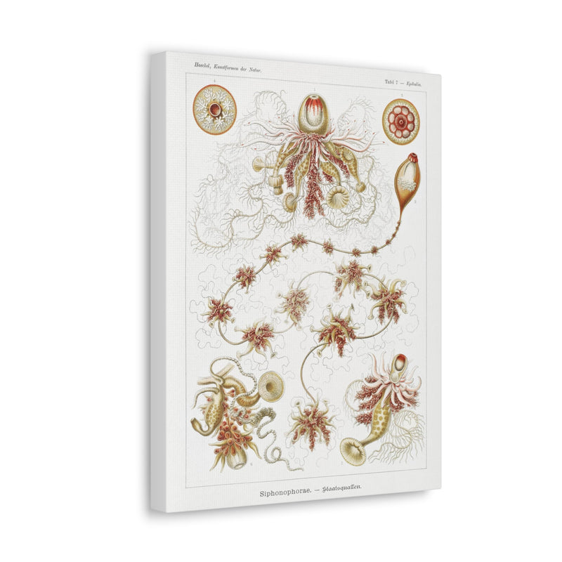 "siphonophorae staatsquallen" By Ernst Haeckel Canvas Gallery Wraps-Canvas-Printify-PaxtonGate