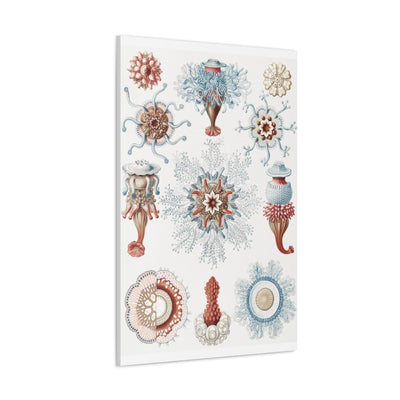 "Siphonophorae Staatsquallen" By Ernst Haeckel Canvas Gallery Wraps-Canvas-Printify-PaxtonGate