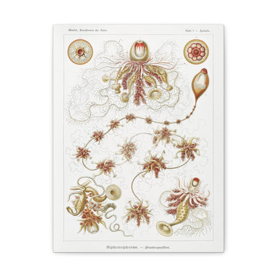 "siphonophorae staatsquallen" By Ernst Haeckel Canvas Gallery Wraps-Canvas-Printify-PaxtonGate