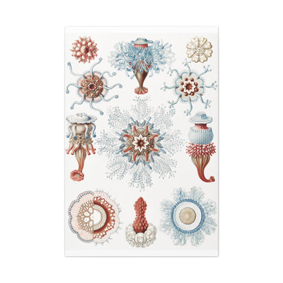 "Siphonophorae Staatsquallen" By Ernst Haeckel Canvas Gallery Wraps-Canvas-Printify-PaxtonGate