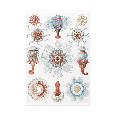 "Siphonophorae Staatsquallen" By Ernst Haeckel Canvas Gallery Wraps-Canvas-Printify-PaxtonGate