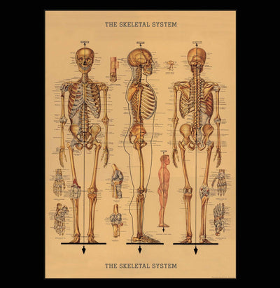 Skeletal System Poster Wrap - Paxton Gate