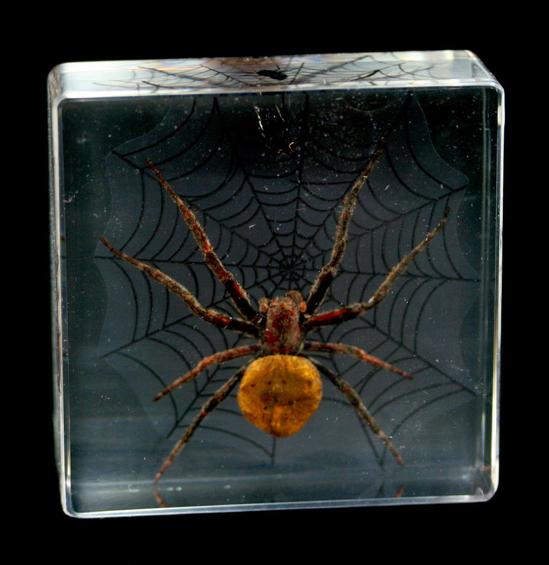 Spider & Fly Acrylic - Paxton Gate