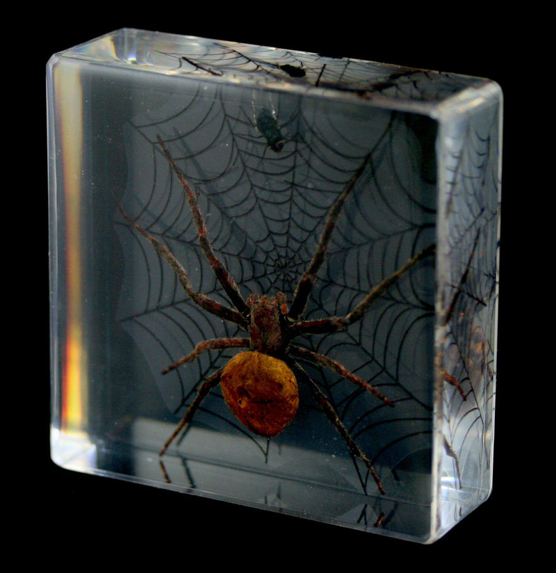 Spider & Fly Acrylic - Paxton Gate