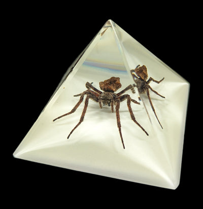 Spider in Glow in the Dark Pyramid-Insects-Real Bug/Ed Speldy-PaxtonGate