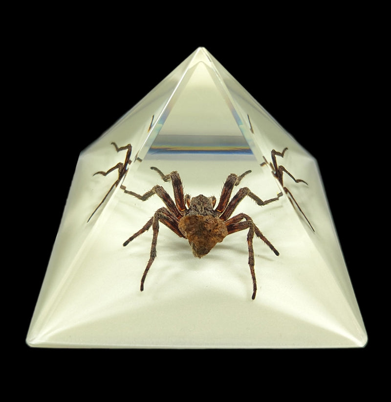 Spider in Glow in the Dark Pyramid-Insects-Real Bug/Ed Speldy-PaxtonGate