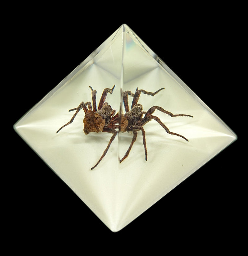 Spider in Glow in the Dark Pyramid-Insects-Real Bug/Ed Speldy-PaxtonGate