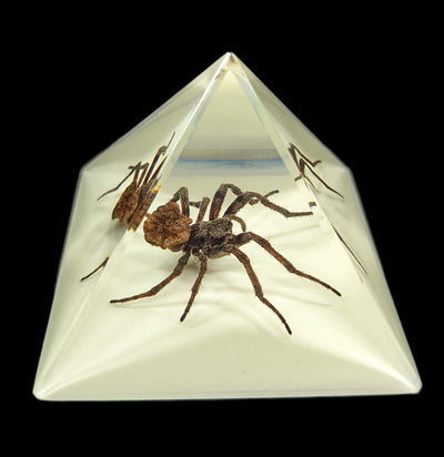 Spider in Glow in the Dark Pyramid-Insects-Real Bug/Ed Speldy-PaxtonGate