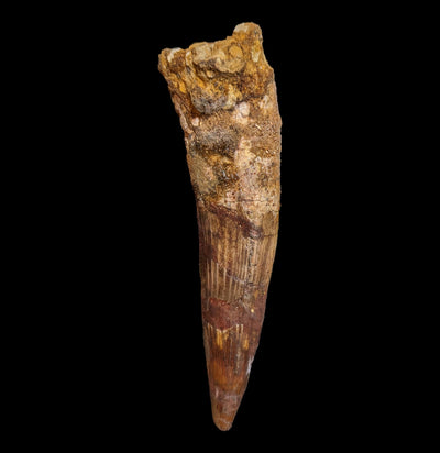 Spinosaurus Dinosaur Tooth Specimen B-Fossils-Sahara Overland-PaxtonGate