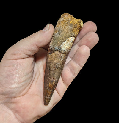 Spinosaurus Dinosaur Tooth Specimen B-Fossils-Sahara Overland-PaxtonGate