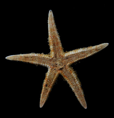 Spiny Starfish - Paxton Gate