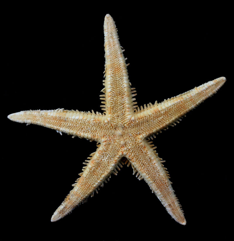 Spiny Starfish - Paxton Gate