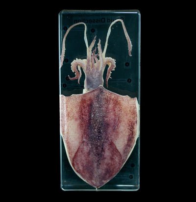 Squid Dissection in Acrylic - Paxton Gate