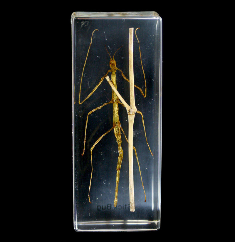 Stick Bug In Acrylic - Paxton Gate