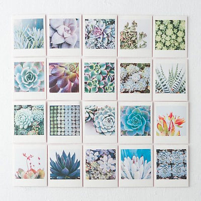 Succulent Garden Notecards - Paxton Gate