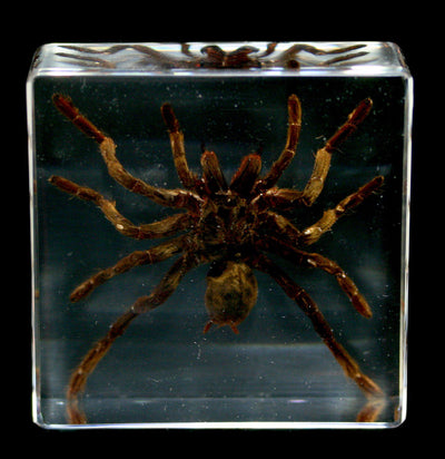 Tarantula In Acrylic - Paxton Gate