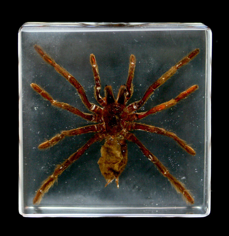 Tarantula In Acrylic - Paxton Gate