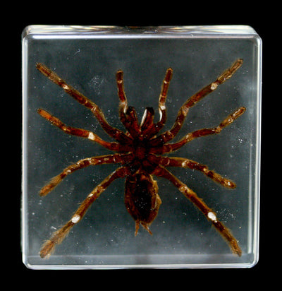 Tarantula In Acrylic - Paxton Gate