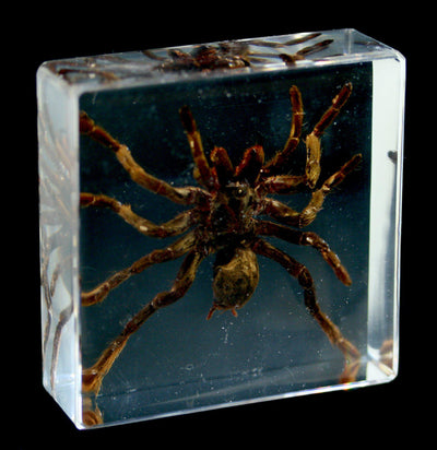 Tarantula In Acrylic - Paxton Gate