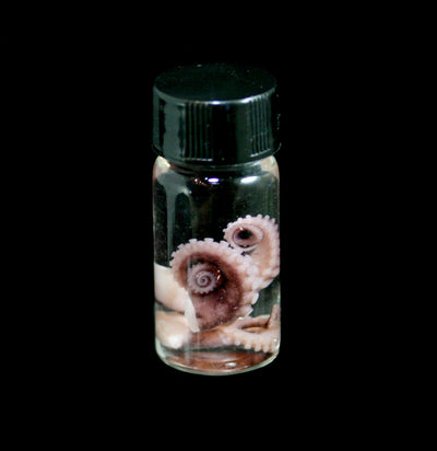 Tentacle Wet Specimen - Paxton Gate