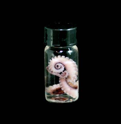 Tentacle Wet Specimen - Paxton Gate