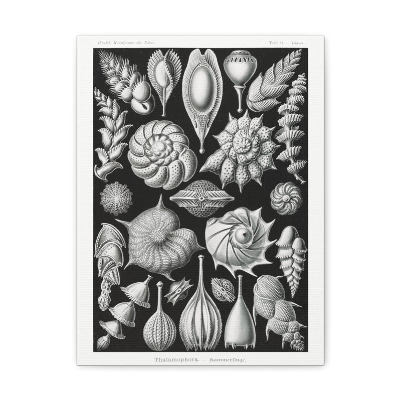 "thalamophora kammerlinge" By Ernst Haeckel Canvas Gallery Wraps-Canvas-Printify-PaxtonGate