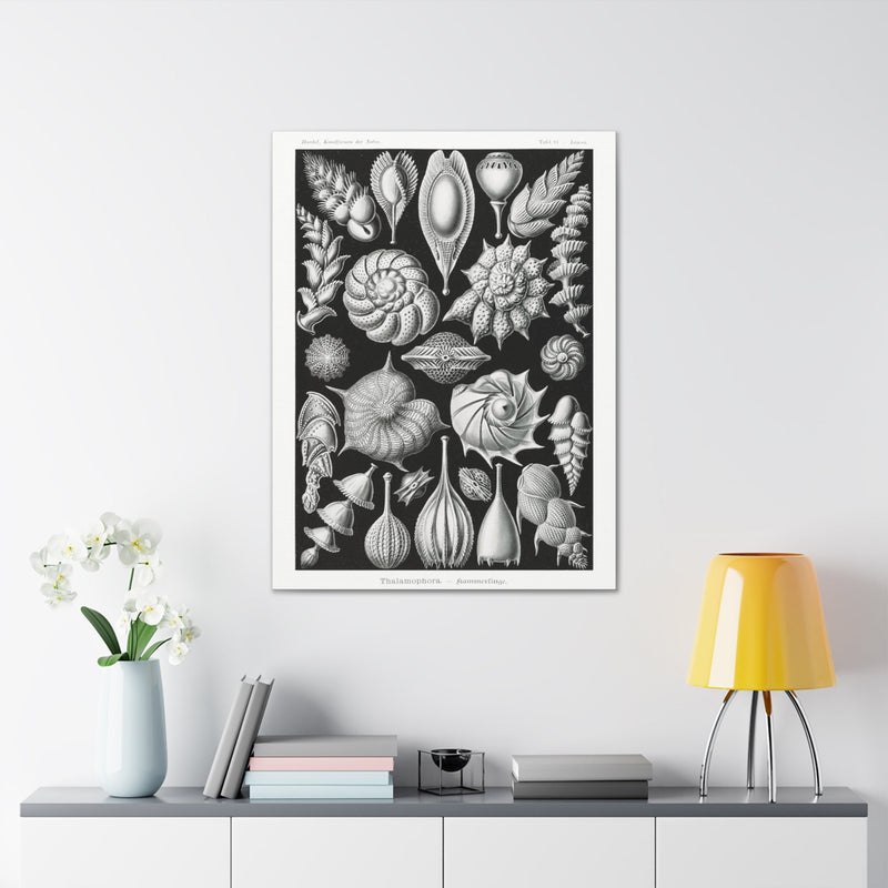 "thalamophora kammerlinge" By Ernst Haeckel Canvas Gallery Wraps-Canvas-Printify-PaxtonGate