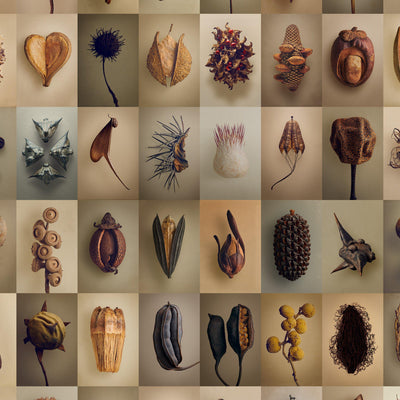 The Hidden Beauty of Seeds & Fruits - Paxton Gate