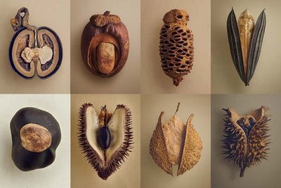 The Hidden Beauty of Seeds & Fruits - Paxton Gate